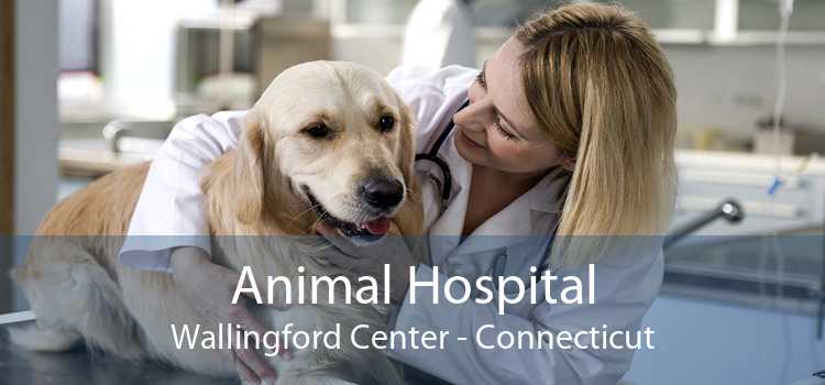 Animal Hospital Wallingford Center - Connecticut