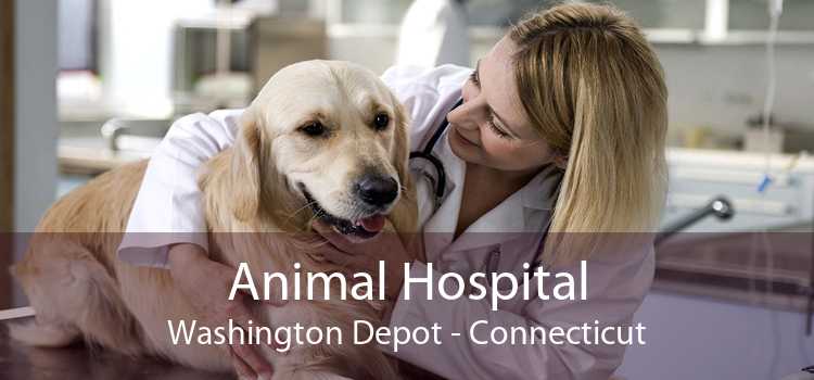 Animal Hospital Washington Depot - Connecticut