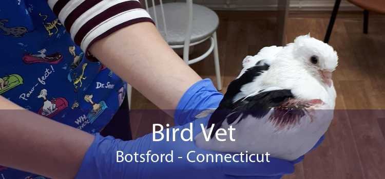 Bird Vet Botsford - Connecticut