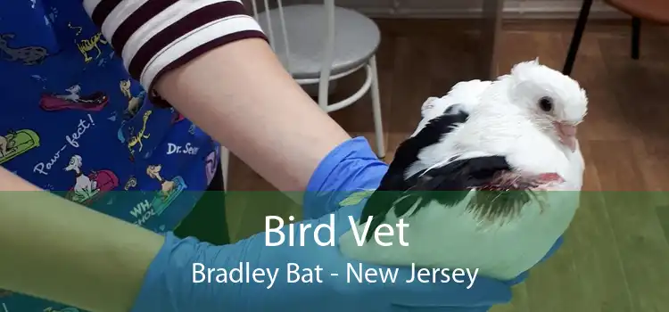 Bird Vet Bradley Bat - New Jersey