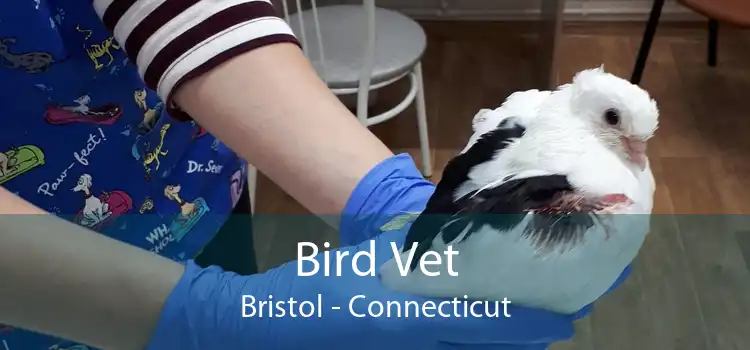 Bird Vet Bristol - Connecticut