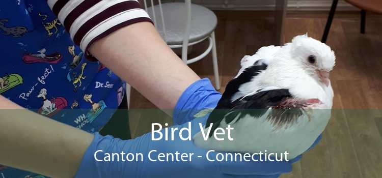Bird Vet Canton Center - Connecticut