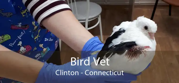 Bird Vet Clinton - Connecticut