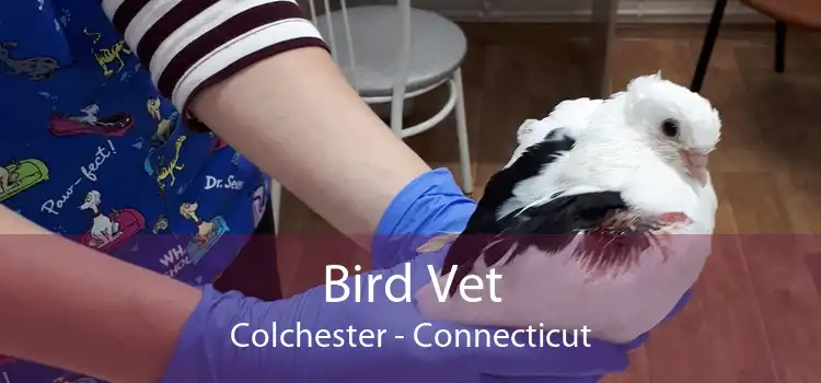 Bird Vet Colchester - Connecticut