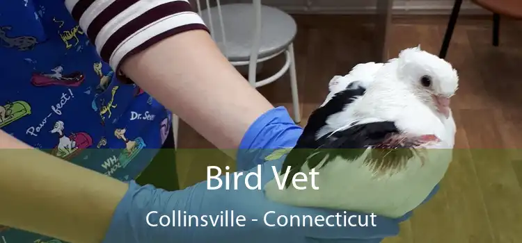 Bird Vet Collinsville - Connecticut