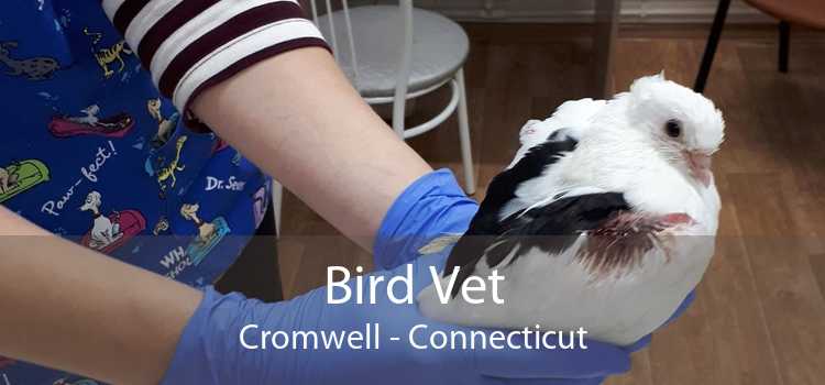Bird Vet Cromwell - Connecticut