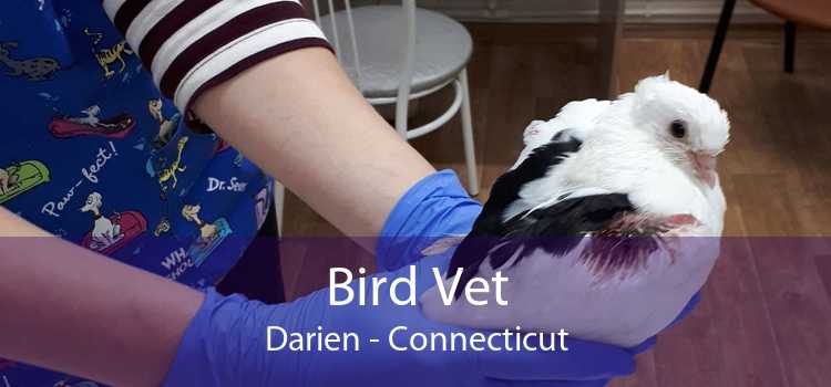 Bird Vet Darien - Connecticut