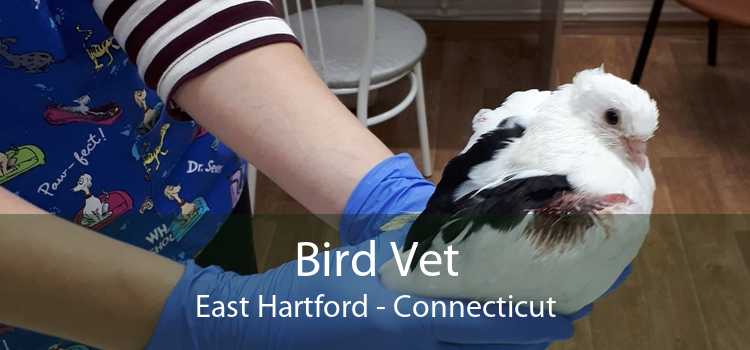 Bird Vet East Hartford - Connecticut