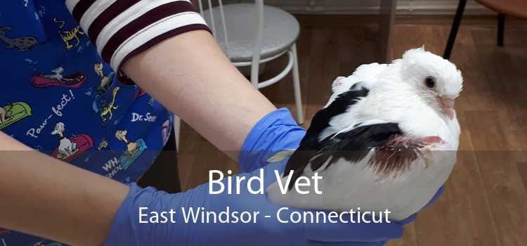 Bird Vet East Windsor - Connecticut