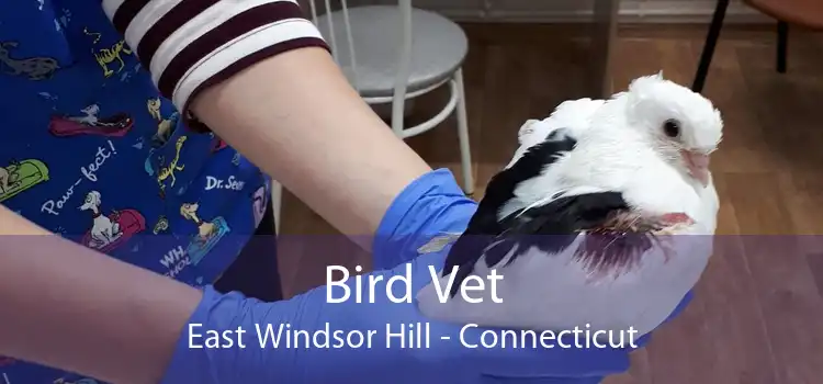 Bird Vet East Windsor Hill - Connecticut