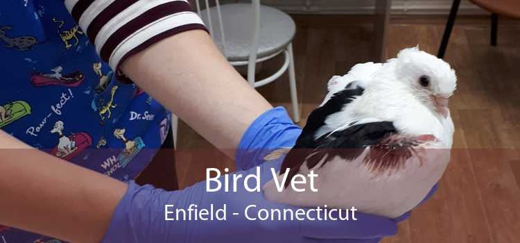 Bird Vet Enfield - Connecticut