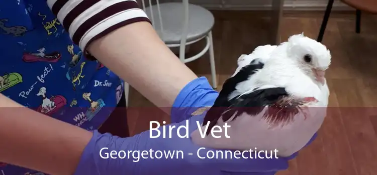 Bird Vet Georgetown - Connecticut