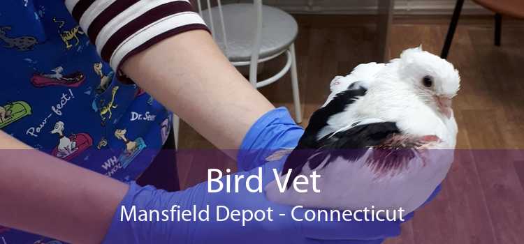 Bird Vet Mansfield Depot - Connecticut