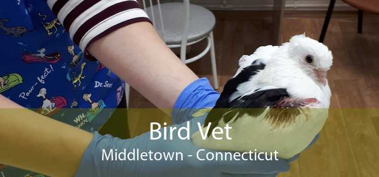 Bird Vet Middletown - Connecticut