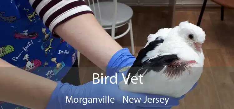 Bird Vet Morganville - New Jersey