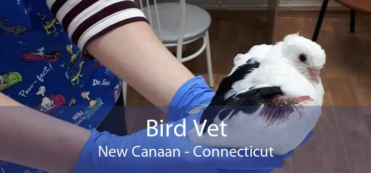 Bird Vet New Canaan - Connecticut