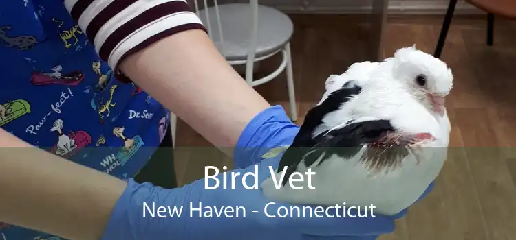 Bird Vet New Haven - Connecticut