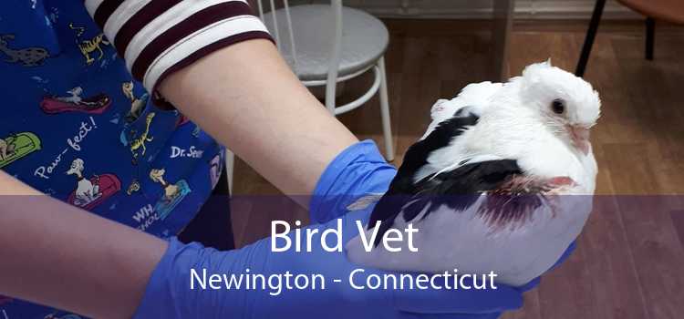Bird Vet Newington - Connecticut
