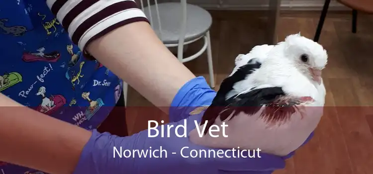 Bird Vet Norwich - Connecticut