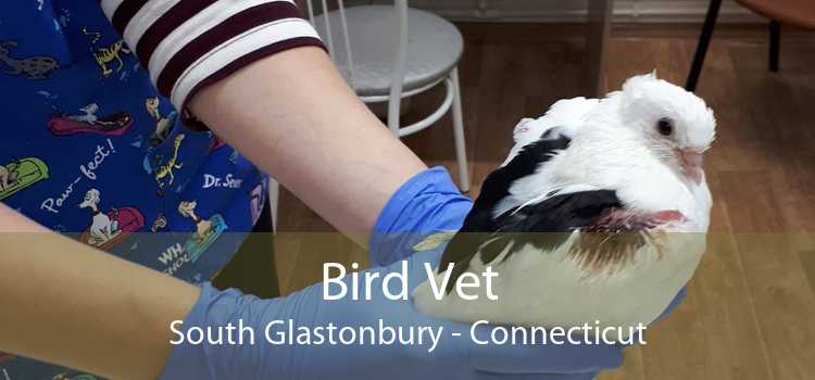 Bird Vet South Glastonbury - Connecticut