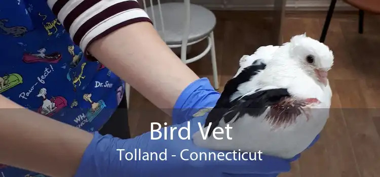 Bird Vet Tolland - Connecticut