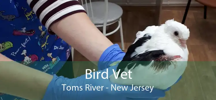 Bird Vet Toms River - New Jersey