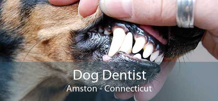 Dog Dentist Amston - Connecticut