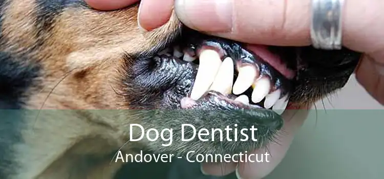 Dog Dentist Andover - Connecticut