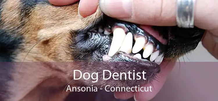 Dog Dentist Ansonia - Connecticut
