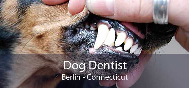 Dog Dentist Berlin - Connecticut