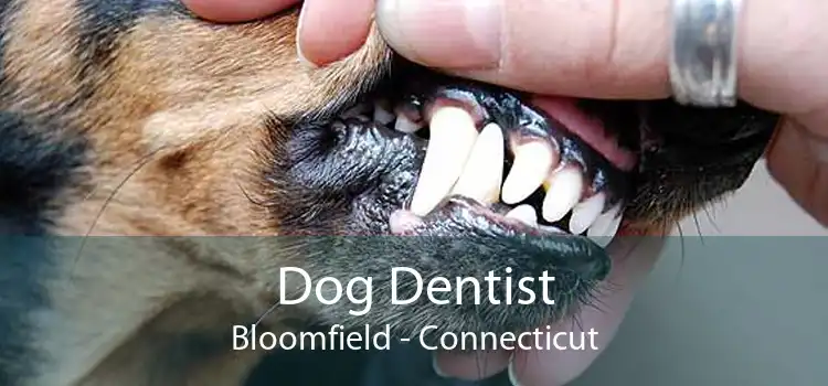 Dog Dentist Bloomfield - Connecticut