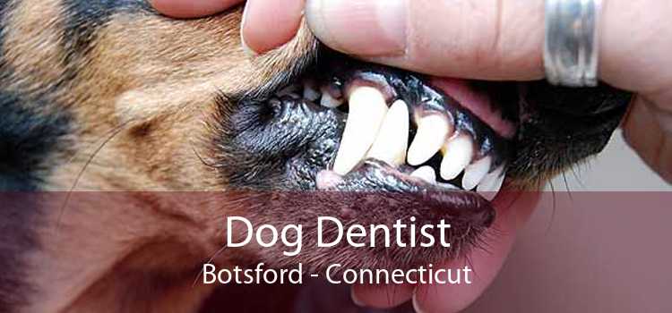 Dog Dentist Botsford - Connecticut