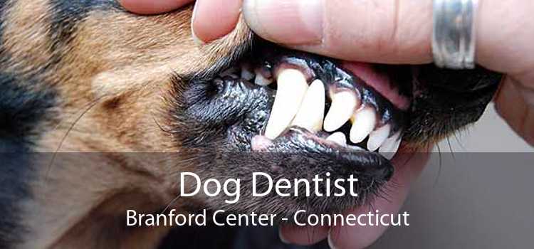 Dog Dentist Branford Center - Connecticut