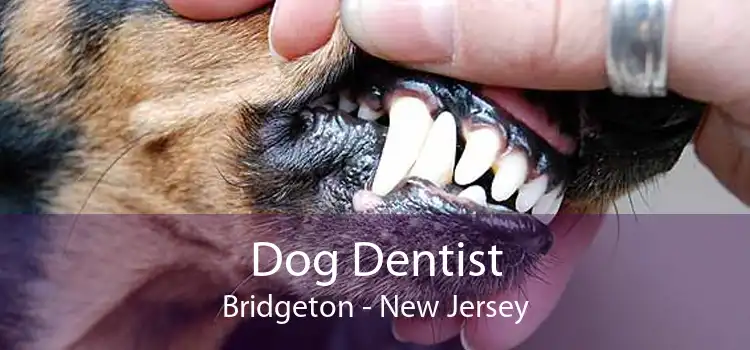 Dog Dentist Bridgeton - New Jersey