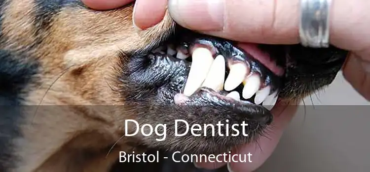 Dog Dentist Bristol - Connecticut
