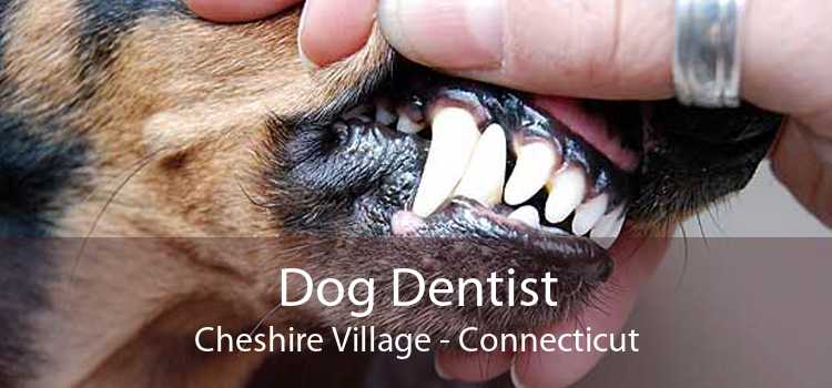 Dog Dentist Cheshire Village - Connecticut