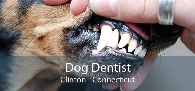 Dog Dentist Clinton - Connecticut