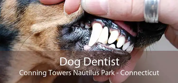 Dog Dentist Conning Towers Nautilus Park - Connecticut