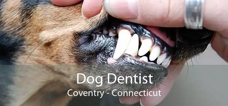 Dog Dentist Coventry - Connecticut