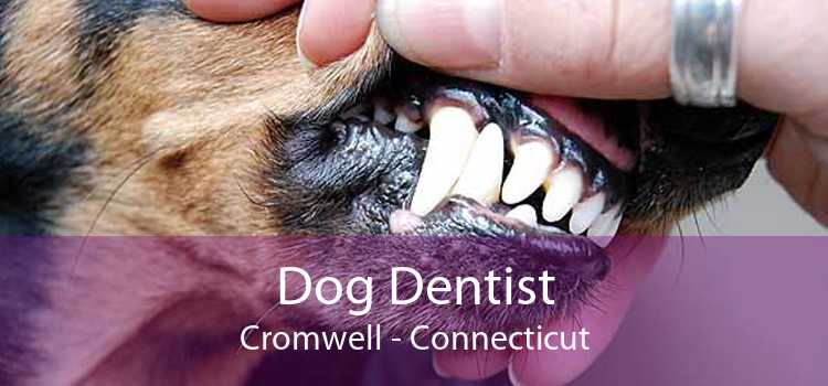 Dog Dentist Cromwell - Connecticut