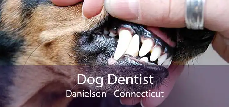 Dog Dentist Danielson - Connecticut