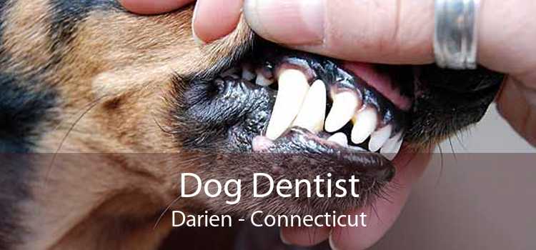 Dog Dentist Darien - Connecticut