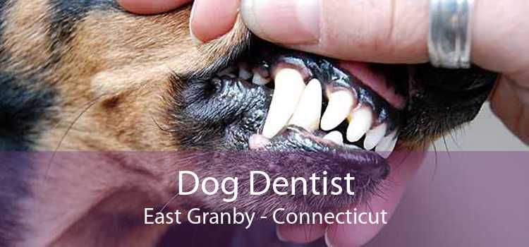 Dog Dentist East Granby - Connecticut