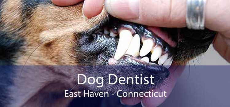 Dog Dentist East Haven - Connecticut