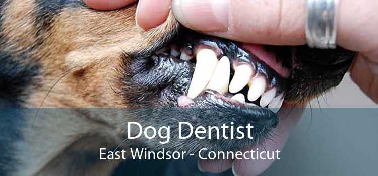 Dog Dentist East Windsor - Connecticut