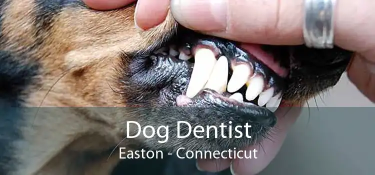 Dog Dentist Easton - Connecticut