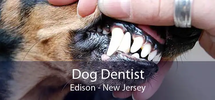 Dog Dentist Edison - New Jersey