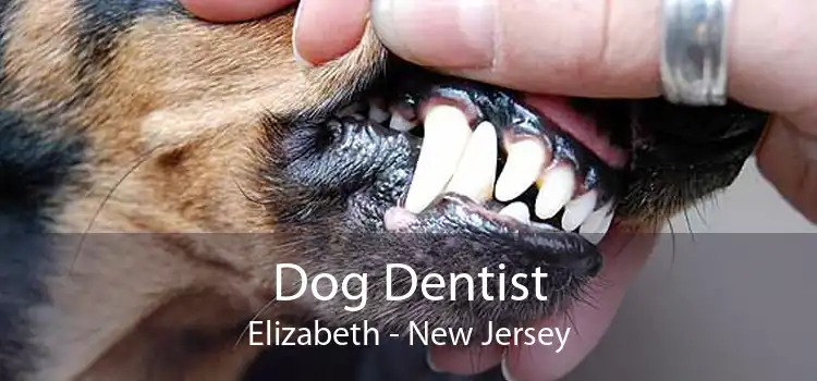 Dog Dentist Elizabeth - New Jersey