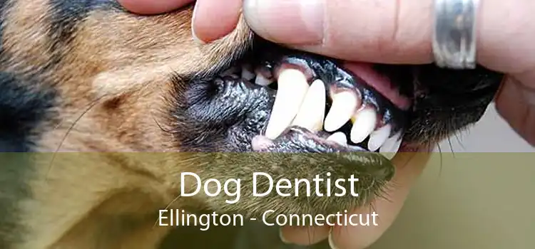 Dog Dentist Ellington - Connecticut