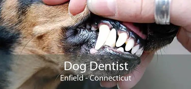 Dog Dentist Enfield - Connecticut